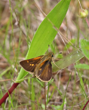 Tawny-edged Skipper female